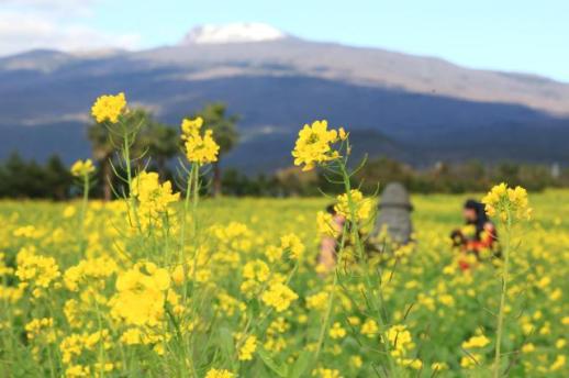 Canola flowers in full bloom in Jeju