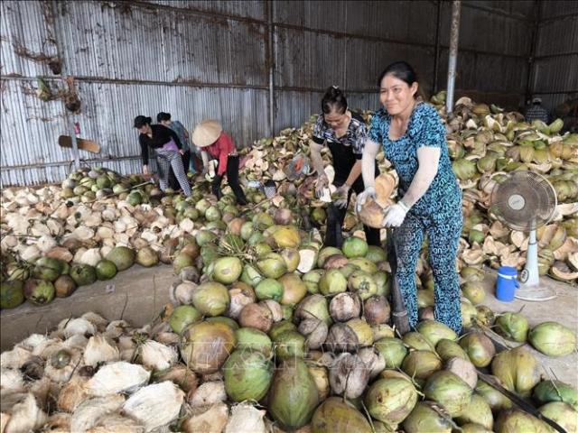 베트남 빈롱성 주민들이 코코넛을 손질하는 모습 사진베트남 통신사