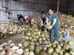 베트남 코코넛 쇼크 진정세... 수입 급증 뒤엔 가공 원료 부족의 그늘