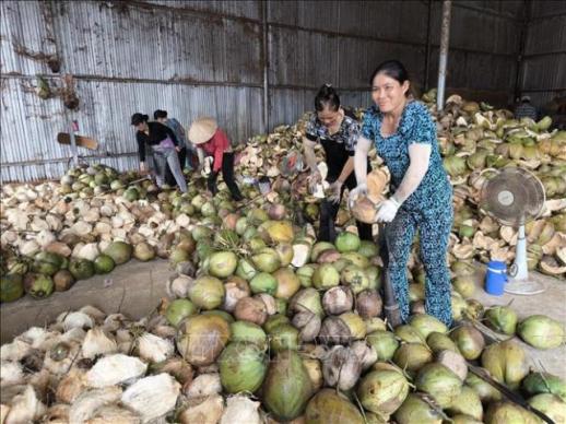 베트남 코코넛 쇼크 진정세... 수입 급증 뒤엔 가공 원료 부족의 그늘