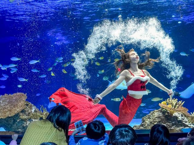 아쿠아플라넷 광교 산타 머메이드 공연 사진아쿠아플라넷