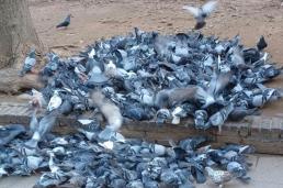 [서초 프리뷰] 비둘기 먹이 주기 금지 헌재로…핵심은 동물권 아닌 조례 규제