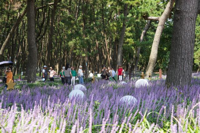 장항 맥문동 꽃 축제장 모습사진서천군