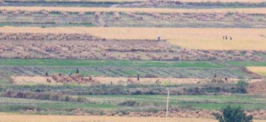 올해 북한 식량작물 490만톤…전년보다 12만톤 증가