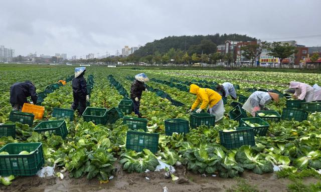 지난 10월 20일 강원 강릉시 송정 들녘에서 외국인 노동자들이 비가 내리는 가운데 배추를 수확하고 있다 사진연합뉴스