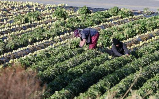 Chính phủ Hàn Quốc mở rộng tiếp nhận lao động thời vụ người nước ngoài năm 2026 lên mức 109.100 người