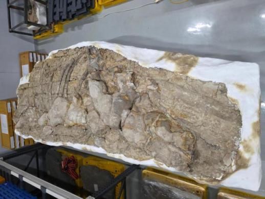 포항 신생대 두호층 고래화석·결핵체, 국가지정 천연기념물 지정