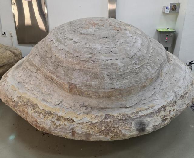 포항 신생대 두호층 결핵체 사진포항시