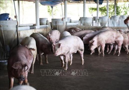 베트남, 설 앞두고 돼지고기값 껑충...장바구니 비상