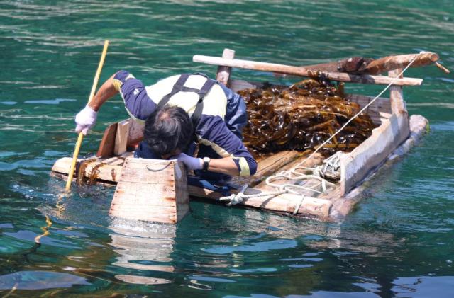 강릉 창경바리 어업 사진강릉시