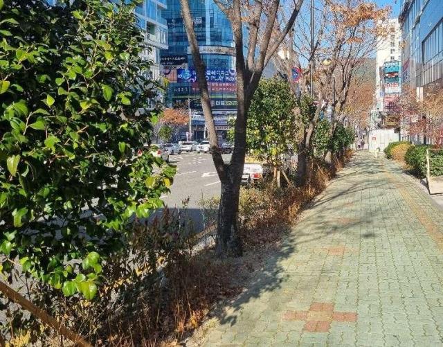 기장군 정관신도시 도시바람길숲 조성 현장사진기장군
