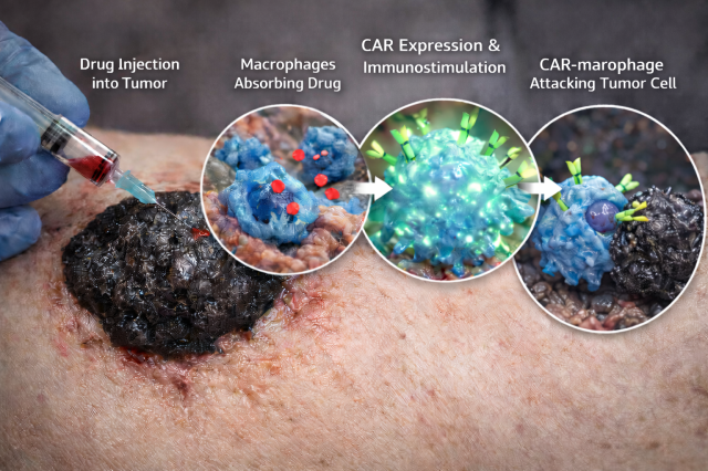 KAIST researchers wake up sleeping immune cells to attack cancer