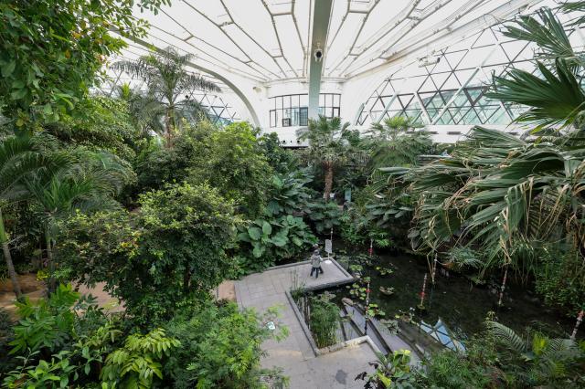 Evergreen in Seoul, even in icy winter