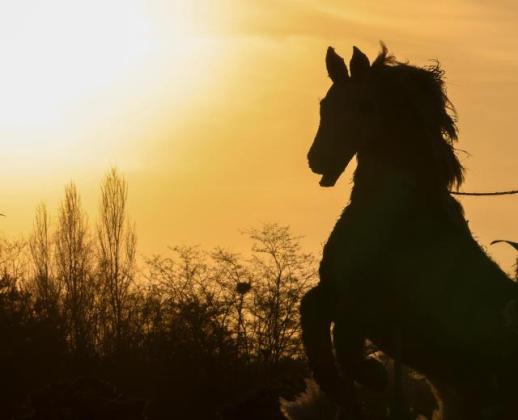 PHOTOS: Sculptures mark Year of Red Horse