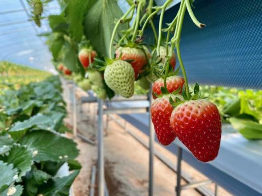 경남도, 2026년 딸기 우량모주 92만 주 공급