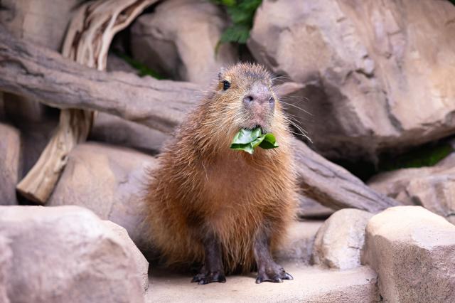 "바라만 봐도 힐링이 돼" 롯데월드에 뜬 카피바라