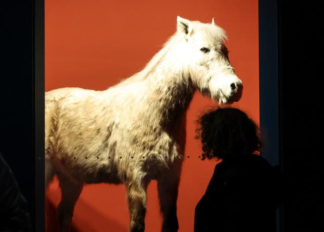 Visitors view exhibits at a special exhibition marking the Year of the Red Horse The Famous Feast of the Horse at the National Folk Museum of Korea in Jongno-gu Seoul on Jan 5 2026 AJP Yoo Na-hyun