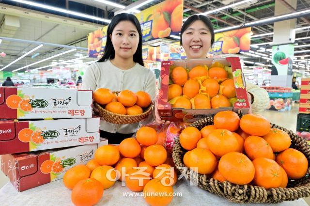 [포토] 농협유통 하나로마트, 레드향 올해 첫 판매