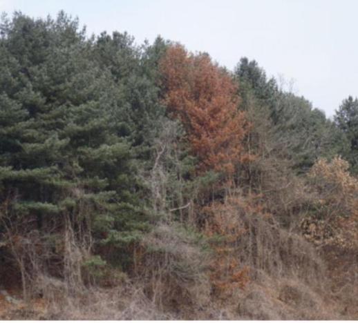 [강원 소식] 삼척시, 소나무재선충병 감염목 추가 확인… 긴급 방제 및 이동 제한 강화 外