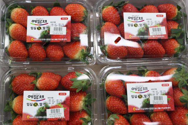 당도 폭발, 지금 제철…임실N딸기, 본격 유통