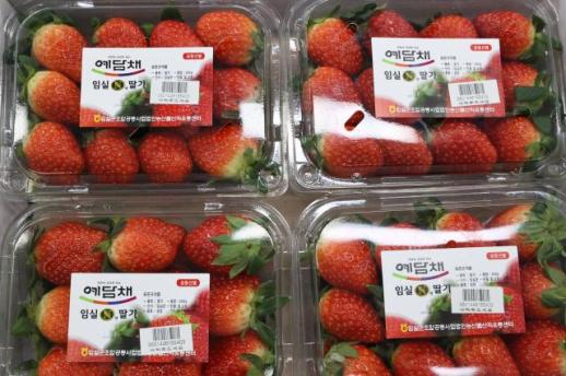 당도 폭발, 지금 제철…임실N딸기, 본격 유통