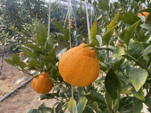 포항시, 올해 농촌지도·기술보급 시범 사업에 61억원 투입