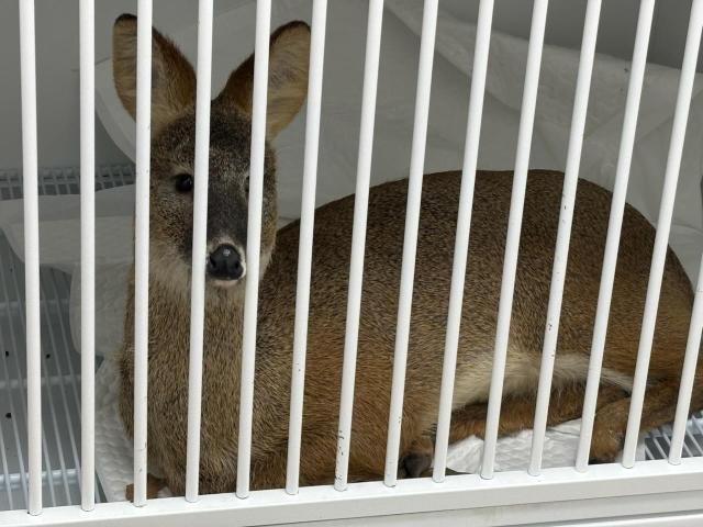 "어떻게 들어왔나?" 기계식 주차타워에 끼인 고라니 구조