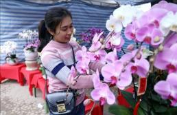 황금빛으로 물든 호찌민, 뗏 앞둔 꽃 시장 벌써 봄바람…한국산 국화도 인기 
