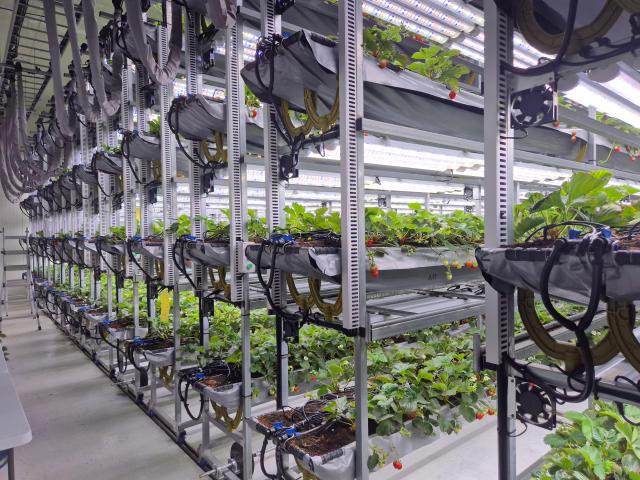 Strawberry plants grow in a Korean-built vertical smart farm in Al Khatm South Abu Dhabi Courtesy of Agro Solution Korea