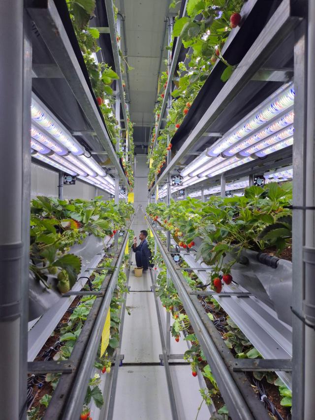 Growing strawberries year-round, even in desert with Koreas smart farming