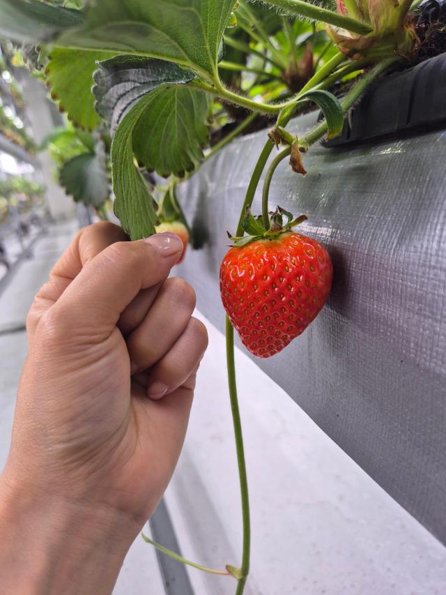 A worker compares the size of a strawberry at a Korean vertical farm in Abu Dhabi Courtesy of Agro Solution Korea