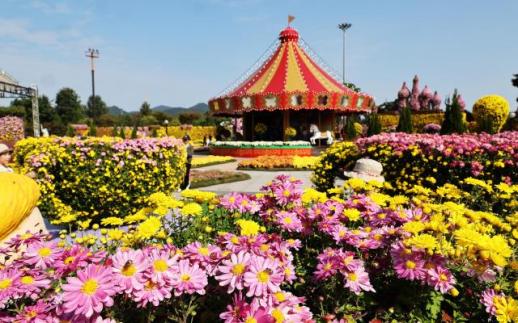 함평 대한민국 국향대전, 3년 연속 대한민국 축제 콘텐츠 대상 수상