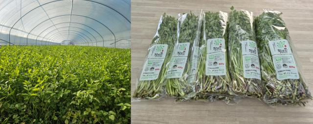 대구 동구 미대동 한 미나리 농가에서 미나리 출하를 앞두고 있으며 지난 10일부터 친환경 미나리 출하 및 판매를 시작한다 사진대구동구