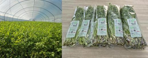 대구 동구, 친환경 팔공산 미나리 본격 출하·판매