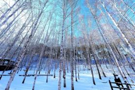 The seasonal magic of birch forest in Inje
