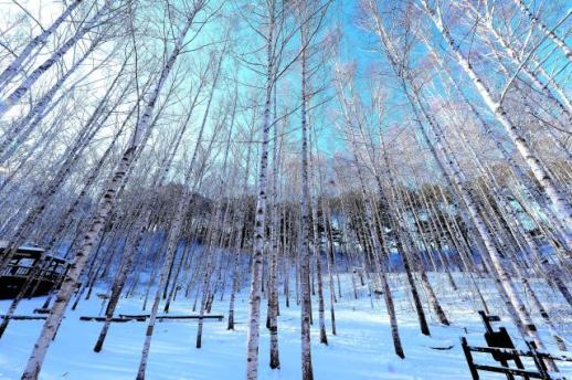 The seasonal magic of birch forest in Inje