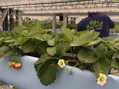 UAE 알아인 스마트팜 사진플랜티팜