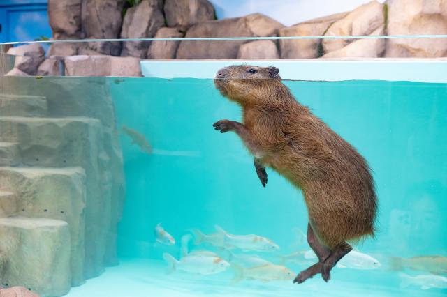 롯데월드 아쿠아리움의 새 식구가 된 카피바라가 수영을 즐기며 여유로운 시간을 보내고 있다 사진롯데월드 아쿠아리움