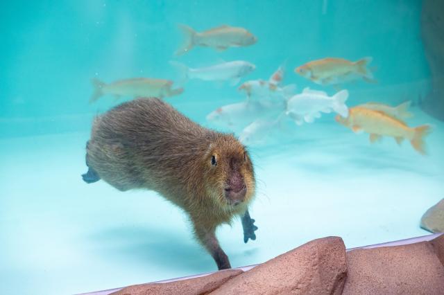 롯데월드 아쿠아리움의 새 식구가 된 카피바라가 수영을 즐기며 여유로운 시간을 보내고 있다 사진롯데월드 아쿠아리움