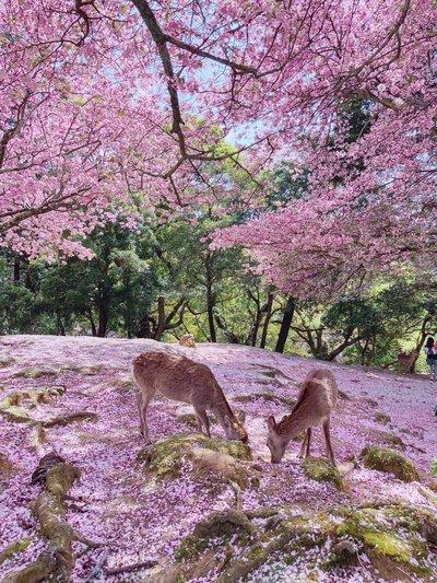 나라 공원의 왕벚나무