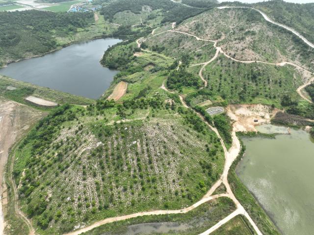 전라남도는 신안 팔금도 일원에 자생 난대숲을 조성하기 위한 섬숲경관복원사업으로 국비 20억 원을 확보했다사진전남도