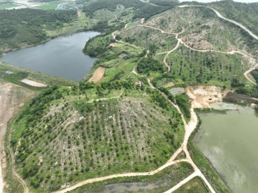 전남도, 신안 팔금도 섬숲 복원 국비 20억 확보