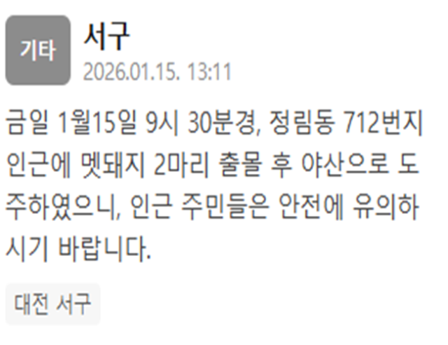 대전 서구서 멧돼지 2마리가 출몰했다 사진대전 서구 재난문자