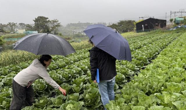 지난해 기장군 농업기술센터 관계자가 배추 재배농가를 방문해 생육현장을 살펴보고 있다사진기장군