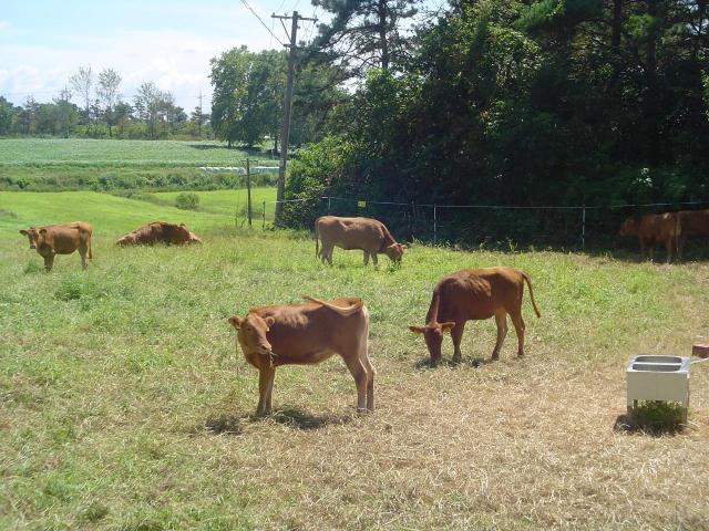 전라남도는 올해 총 2천472억 원을 투입해 축산농가 경영 안정과 가축사육 환경 개선을 위한 107개 축산 분야 사업을 추진한다사진전남도