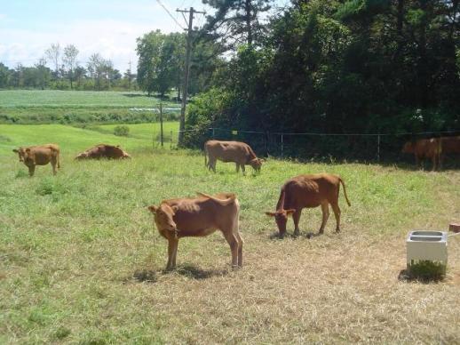전남도, 올해 축산농가 경영 안정 등에 2472억 원