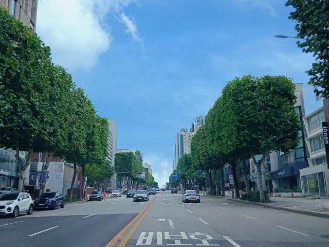 강남구 삼성로 양버즘나무 사진서울시