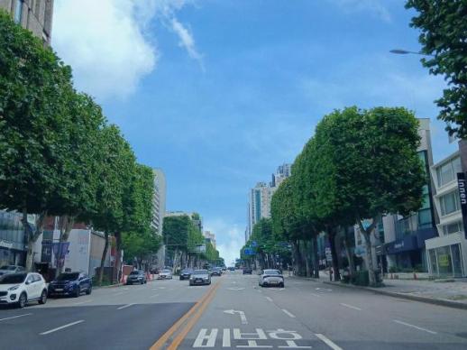 가로수 트리맵 시스템 도입...서울시, 가로수 체계적 관리