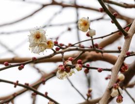 Plum blossoms defy winter as Daehan approaches