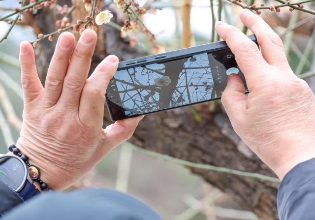 Plum trees begin to burst into bloom at Naksansa Temple in Yangyang County Gangwon Province on Jan 18 2026 AJP Yoo Na-hyun